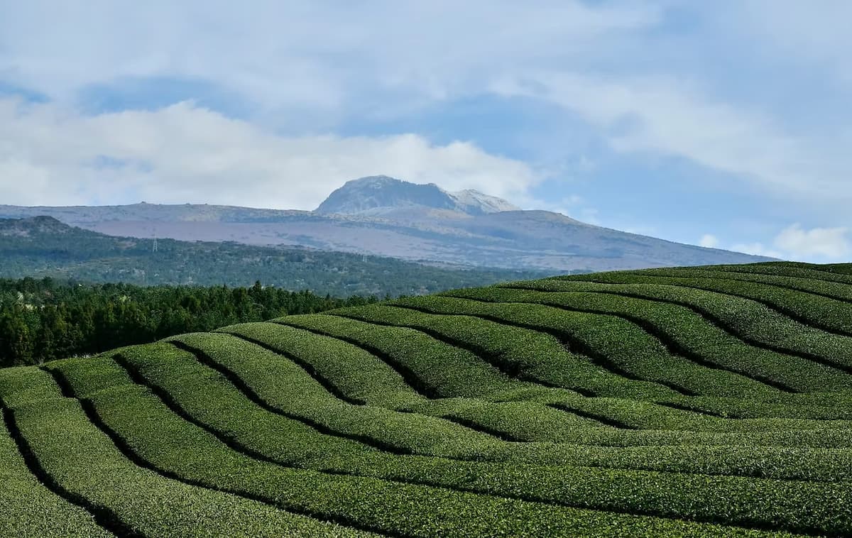 Field of matcha in Jeju Korea